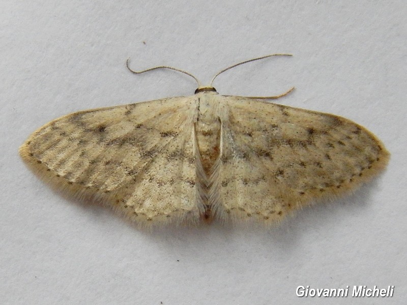 Idaea seriata ?  S